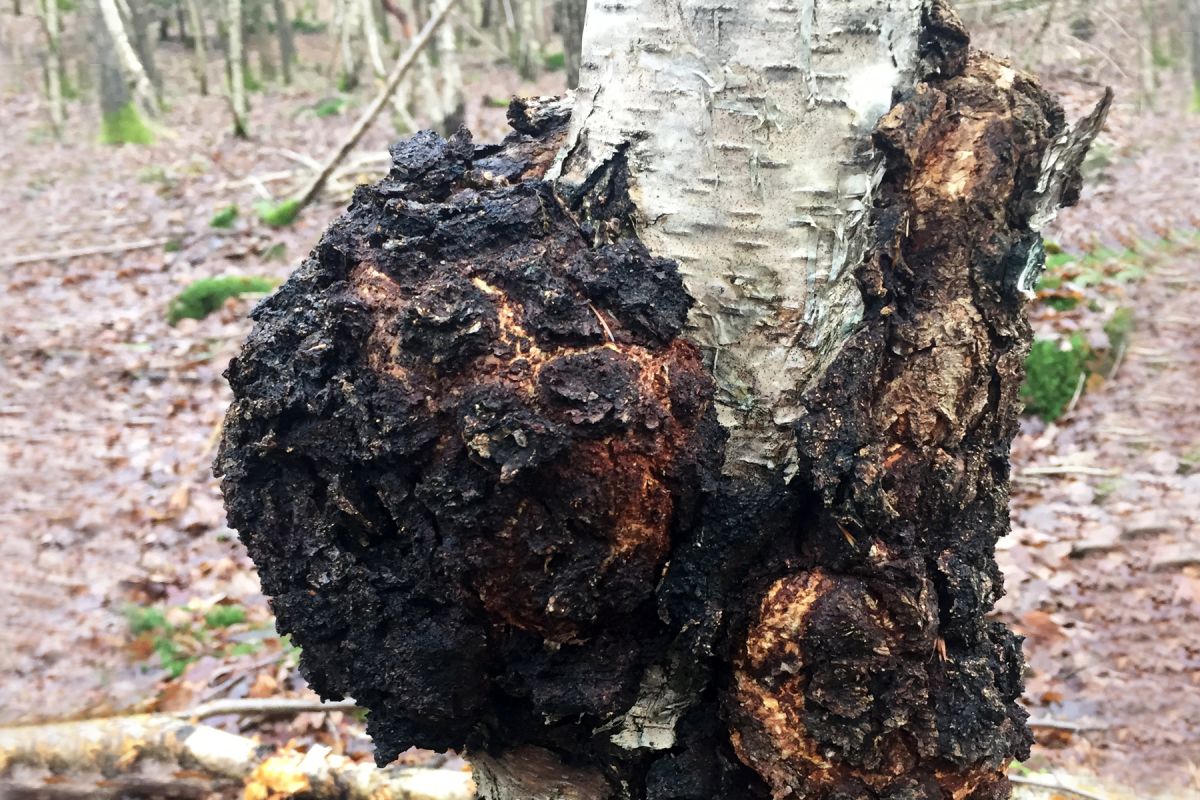Vitalpilz Chaga (© ) Vitalpilz Chaga (© )