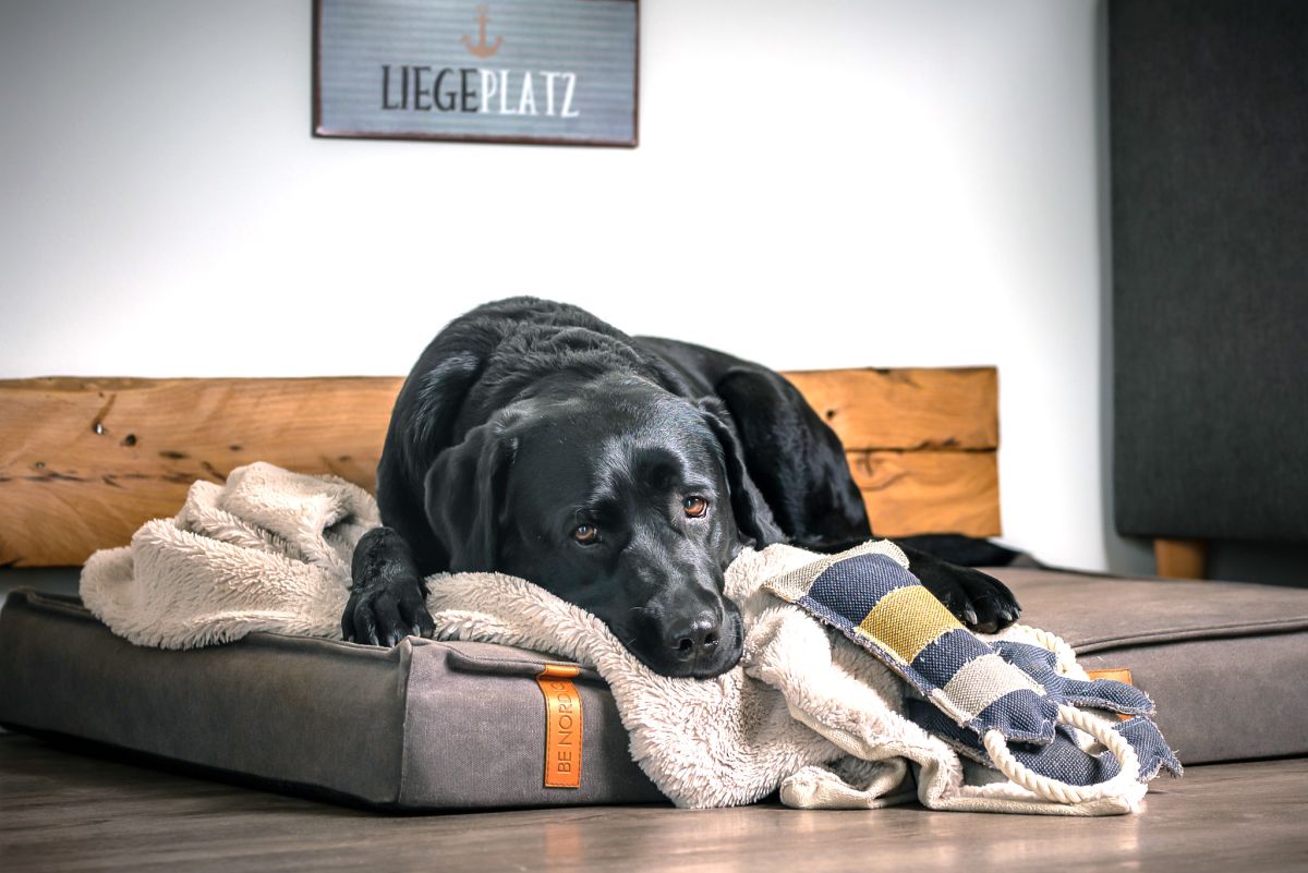 Silvesterlärm ist für die meisten Tiere sehr stressig und eine böllerfreie Alternative oft hilfreich (©Die FERIENHAUS-AGENTUR) Silvesterlärm ist für die meisten Tiere sehr stressig und eine böllerfreie Alternative oft hilfreich (©Die FERIENHAUS-AGENTUR)