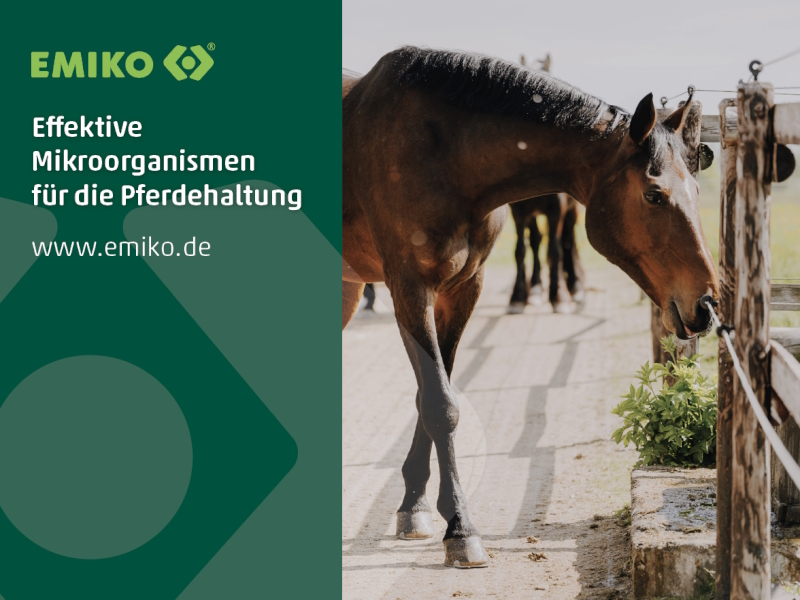 EMIKO–Effektive Mikroorganismen für die Pferdehaltung (Die Bildrechte liegen bei dem Verfasser der Mitteilung.)