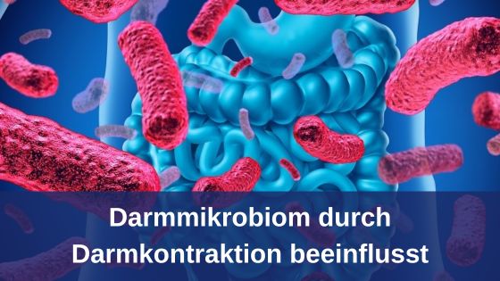 Darmmikrobiom durch Darmkontraktion beeinflusst / Redaktion bioresonanz-zukunft.de (Die Bildrechte liegen bei dem Verfasser der Mitteilung.) Darmmikrobiom durch Darmkontraktion beeinflusst / Redaktion bioresonanz-zukunft.de (Die Bildrechte liegen bei dem Verfasser der Mitteilung.)