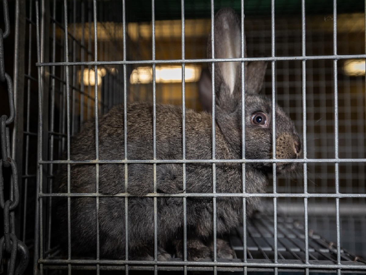 Staatsanwaltschaft ermittelt weiterhin wegen möglicher Tierquälerei bei Dr. Zimmermann (Die Bildrechte liegen bei dem Verfasser der Mitteilung.) Staatsanwaltschaft ermittelt weiterhin wegen möglicher Tierquälerei bei Dr. Zimmermann (Die Bildrechte liegen bei dem Verfasser der Mitteilung.)