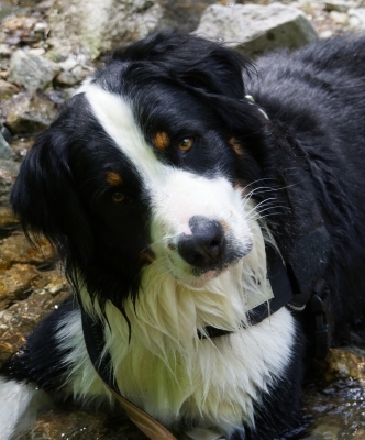 Spezialist in Sachen Hundeversicherung - die IAK GmbH