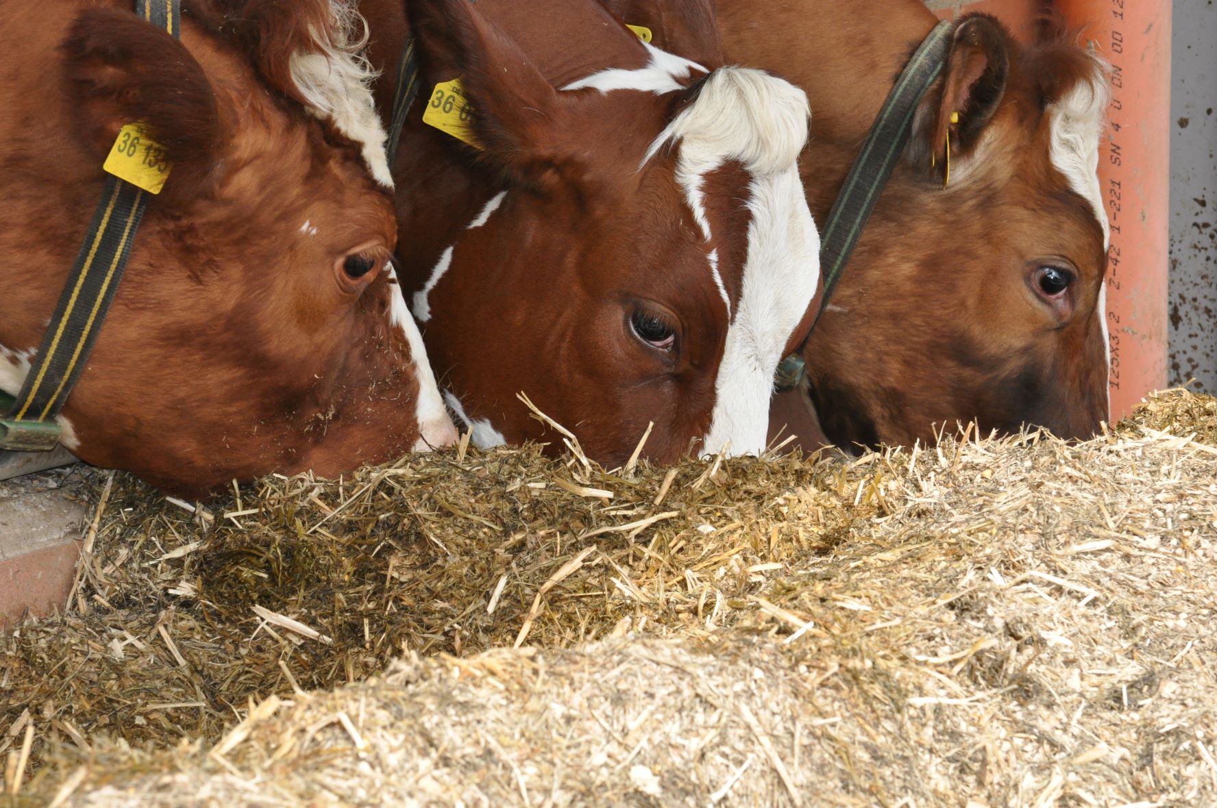 Das A&O ist die Fütterung der Milchküheim Stall 