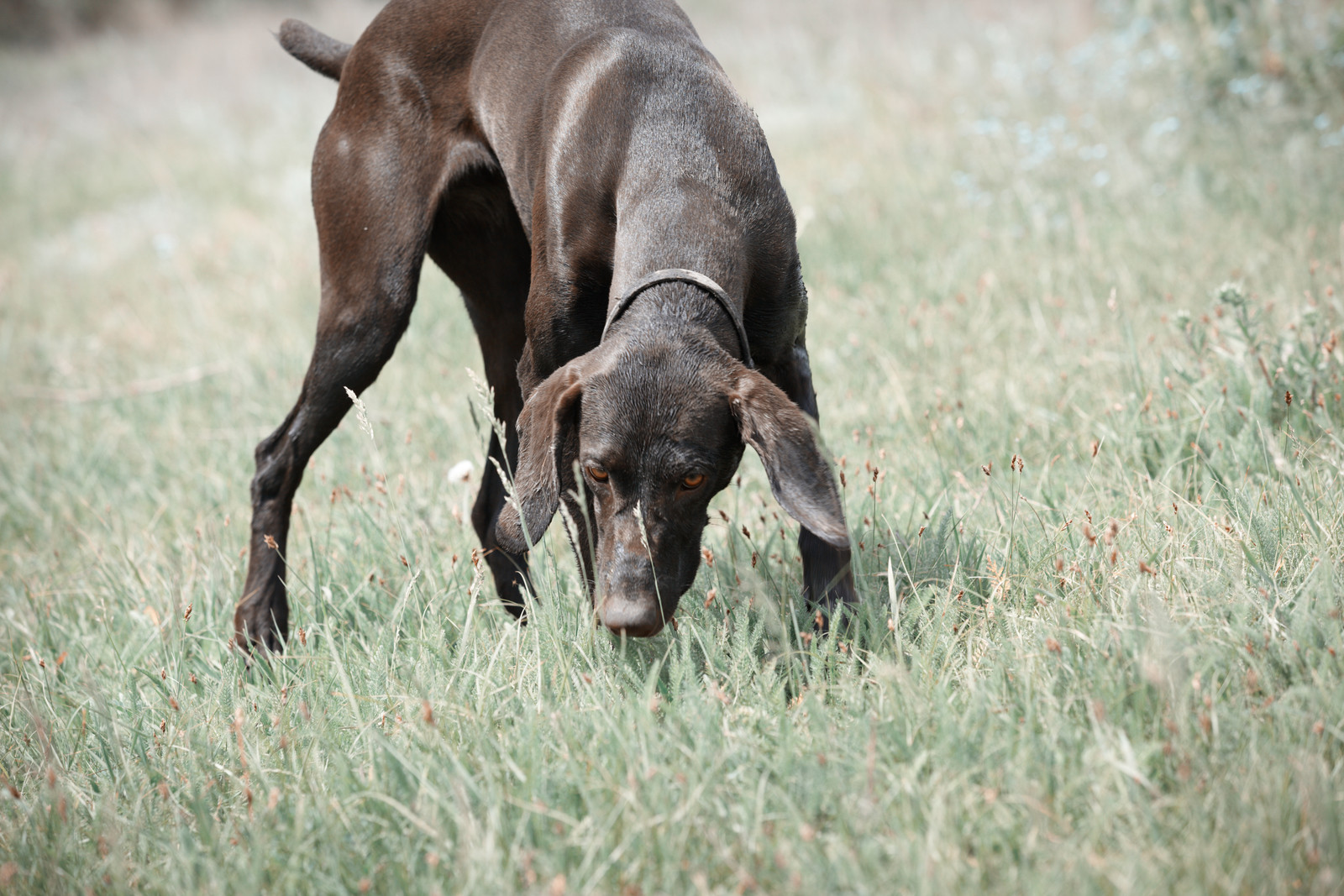 Milben beim Hund finden Milben beim Hund finden