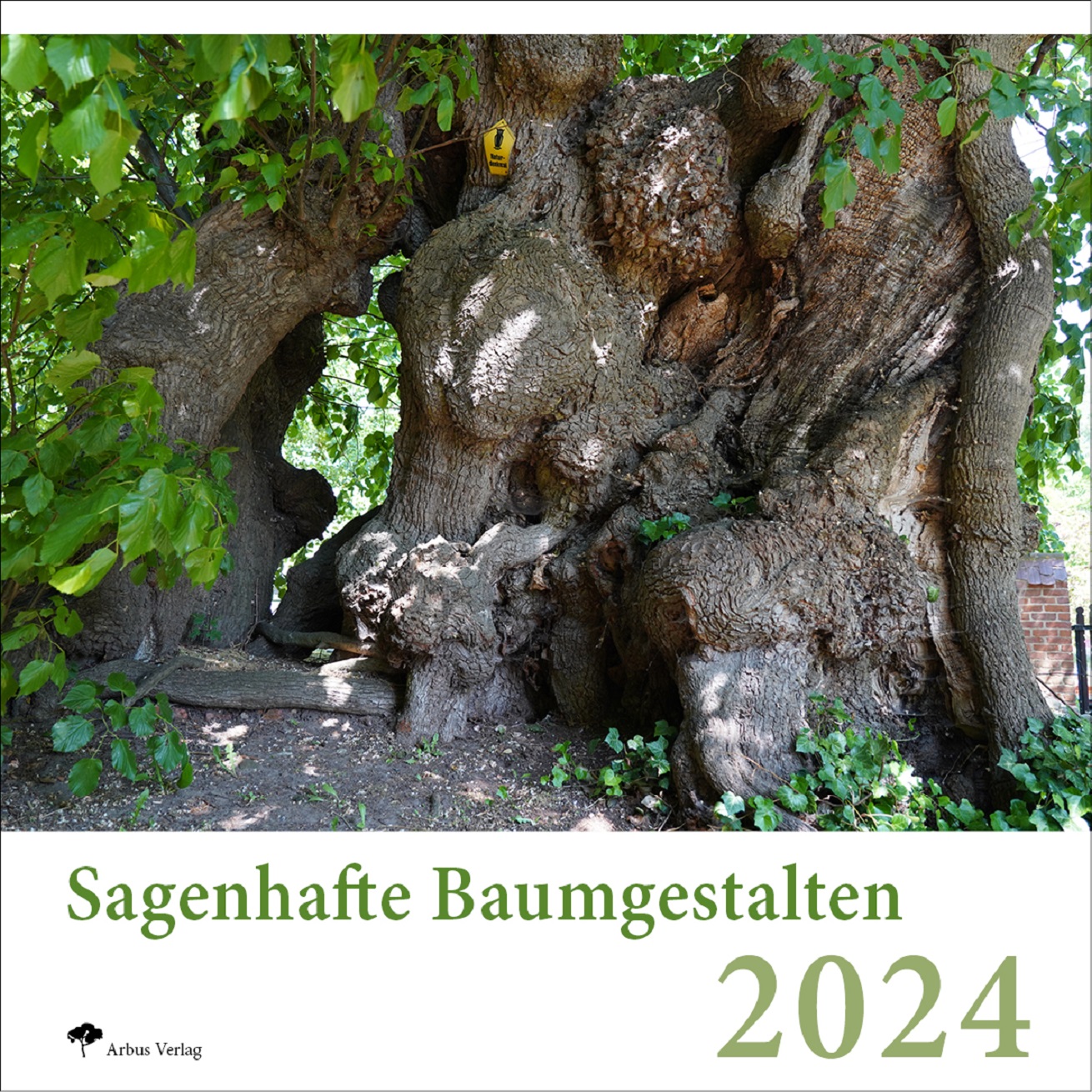 Baumgestalten und Baumleben - DIE Kalender für 2024 Baumgestalten und Baumleben - DIE Kalender für 2024