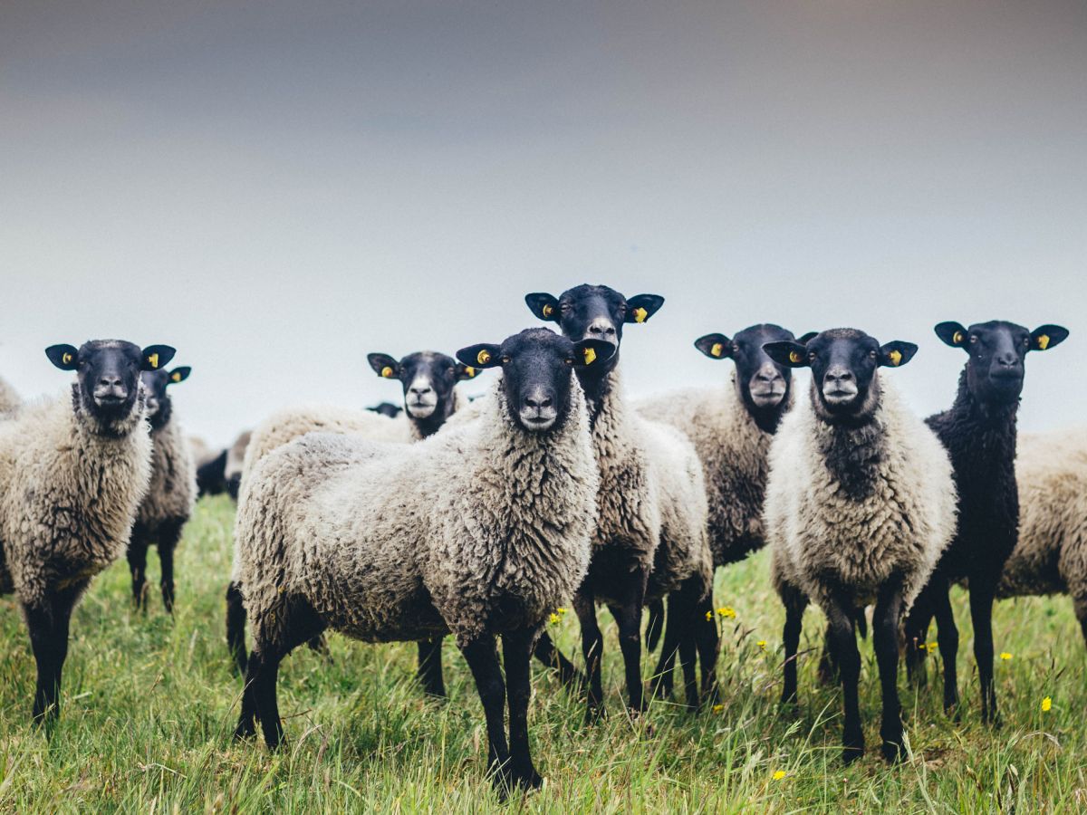 Tierische Landschaftspfleger und wertvolle Woll-Lieferanten: die Rauhwolligen Pommerschen Landschafe (© Calling Sheep | OAR)