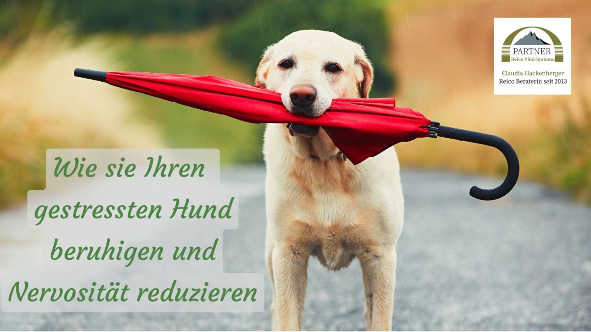 (© 2023 Claudia Hackenberger - erstellt mit Canva Premium) (© 2023 Claudia Hackenberger - erstellt mit Canva Premium)