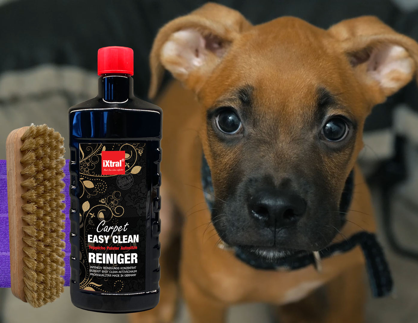 Mit Carpet Easy Clean sind Flecken kein Problem mehr ... (Die Bildrechte liegen bei dem Verfasser der Mitteilung.) Mit Carpet Easy Clean sind Flecken kein Problem mehr ... (Die Bildrechte liegen bei dem Verfasser der Mitteilung.)