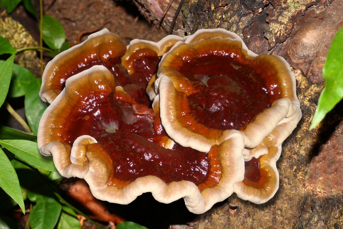 Der Vitalpilz Reishi (© ) Der Vitalpilz Reishi (© )