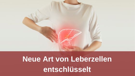 Neue Art von Leberzellen entschlüsselt / Redaktion bioresonanz-zukunft.de (Die Bildrechte liegen bei dem Verfasser der Mitteilung.)