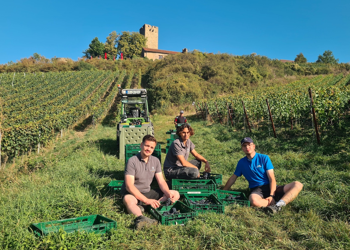 Viel Handarbeit: Weinlese in den Heitlinger Genusswelten (Bildquelle: @Heitlinger Genusswelten) Viel Handarbeit: Weinlese in den Heitlinger Genusswelten (Bildquelle: @Heitlinger Genusswelten)