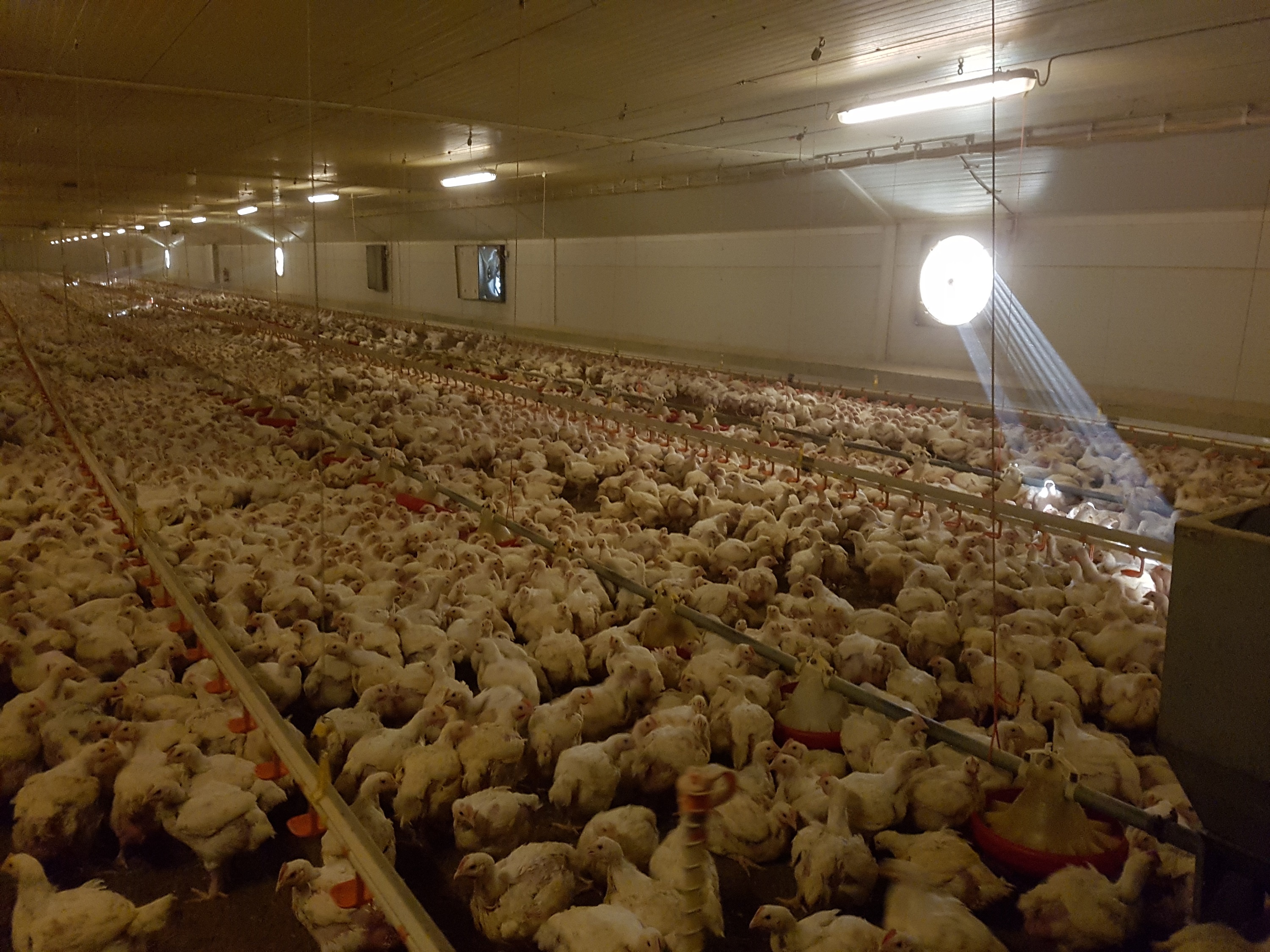 Bundestierschutzbeauftragte äußert sich zur aktuellen Aufdeckung von Tierquälerei in einem Hühnermastbetrieb Bundestierschutzbeauftragte äußert sich zur aktuellen Aufdeckung von Tierquälerei in einem Hühnermastbetrieb