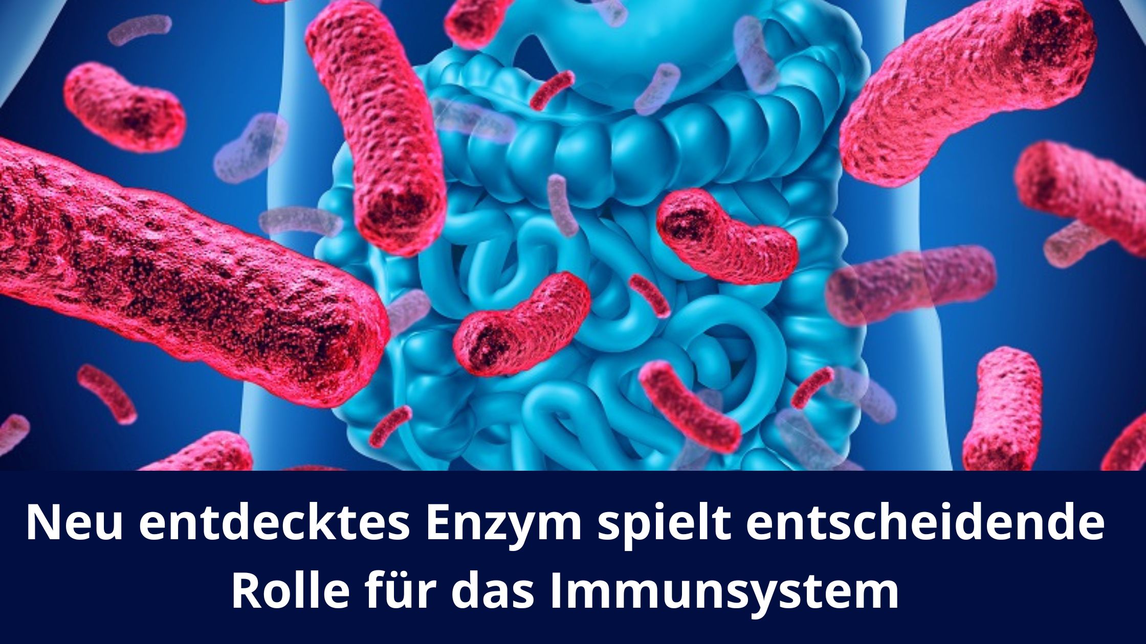 Neu entdecktes Enzym spielt entscheidende Rolle für das Immunsystem/Redaktion bioresonanz-zukunft.de (Die Bildrechte liegen bei dem Verfasser der Mitteilung.) Neu entdecktes Enzym spielt entscheidende Rolle für das Immunsystem/Redaktion bioresonanz-zukunft.de (Die Bildrechte liegen bei dem Verfasser der Mitteilung.)