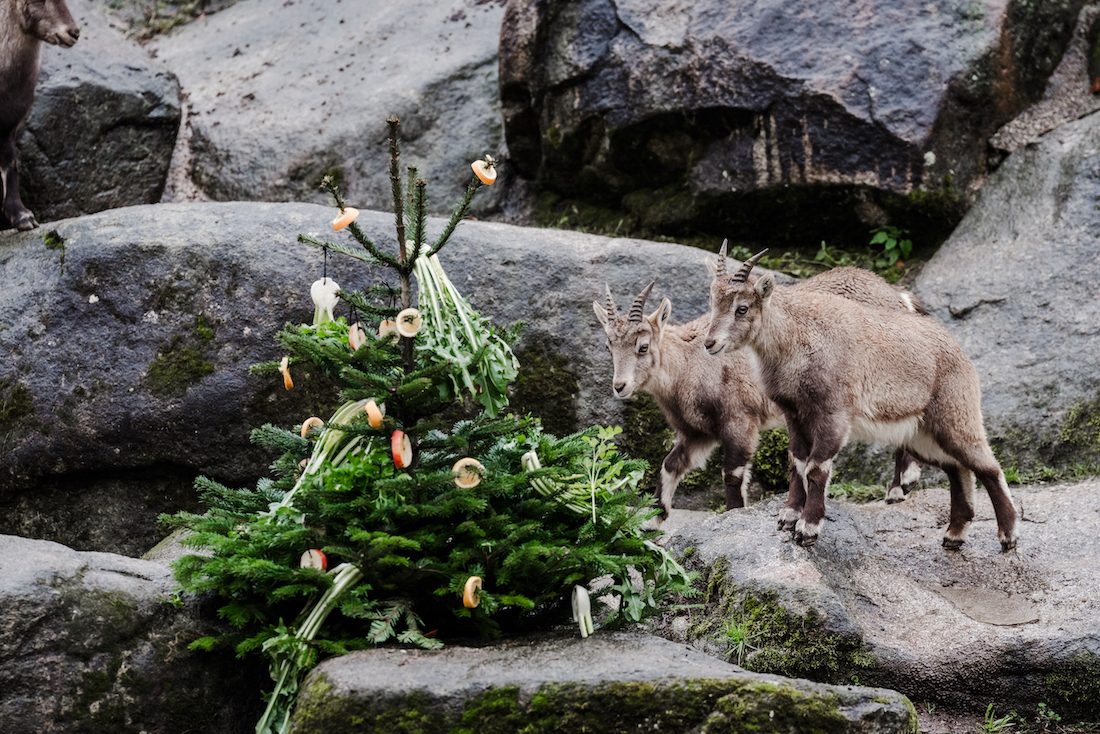 (Bildquelle: @ Tierpark Hellabrunn Jan Saurer) (Bildquelle: @ Tierpark Hellabrunn Jan Saurer)