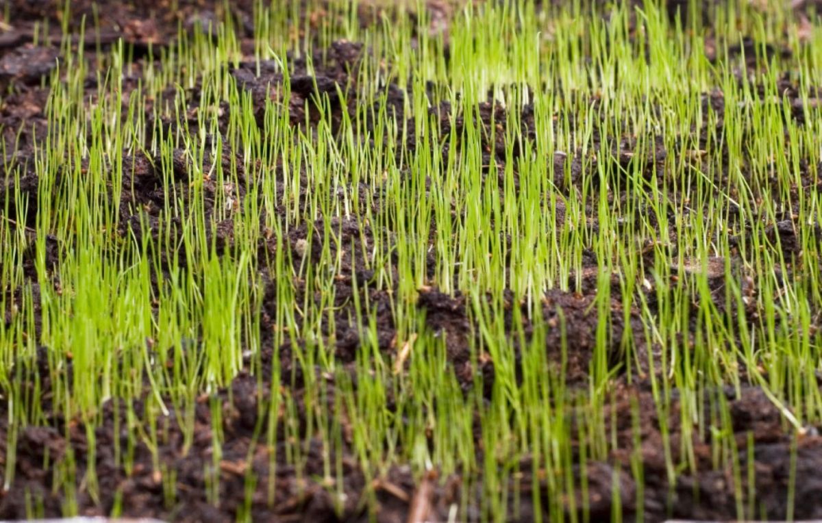 Schüleraustausch macht groß: Aus zart wird stark durch Persönlichkeitsentwicklung im Ausland (© international EXPERIENCE e. V.) Schüleraustausch macht groß: Aus zart wird stark durch Persönlichkeitsentwicklung im Ausland (© international EXPERIENCE e. V.)