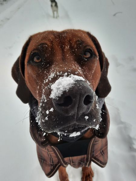 Winter-Tipps vom Bund Deutscher Tierfreunde (Die Bildrechte liegen bei dem Verfasser der Mitteilung.)