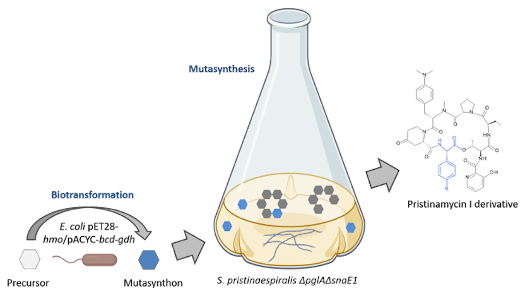 Schematische Abbildung des Biotransformation-gekoppelten Mutasynthese-Ansatz (Die Bildrechte liegen bei dem Verfasser der Mitteilung.) Schematische Abbildung des Biotransformation-gekoppelten Mutasynthese-Ansatz (Die Bildrechte liegen bei dem Verfasser der Mitteilung.)