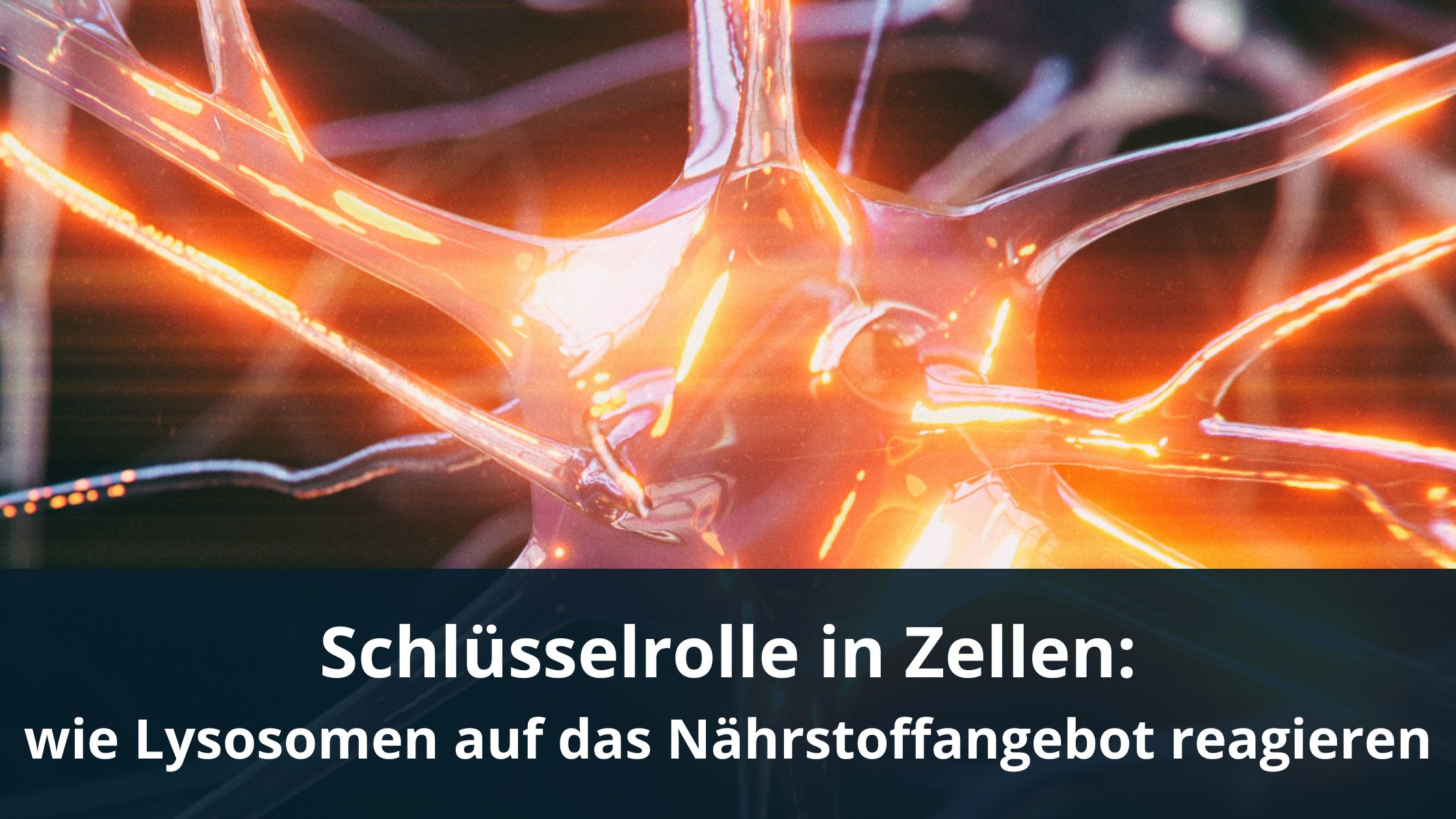 Schlüsselrolle in Zellen / Redaktion bioresonanz-zukunft.de (Die Bildrechte liegen bei dem Verfasser der Mitteilung.)