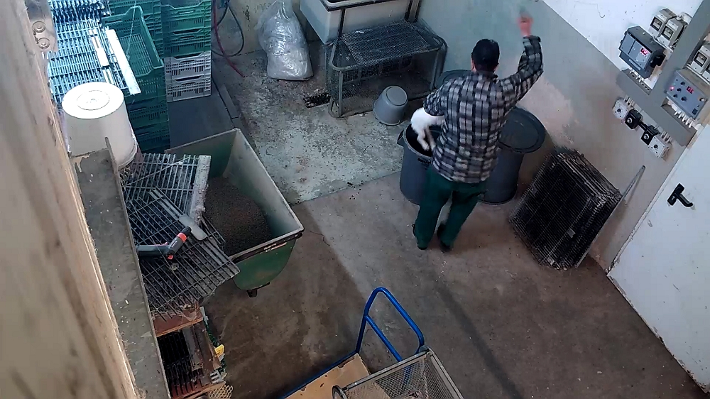ANINOVA deckte illegale Tötung von Tieren in der größten Kaninchenzucht Deutschlands, Dr. Zimmermann (Die Bildrechte liegen bei dem Verfasser der Mitteilung.) ANINOVA deckte illegale Tötung von Tieren in der größten Kaninchenzucht Deutschlands, Dr. Zimmermann (Die Bildrechte liegen bei dem Verfasser der Mitteilung.)