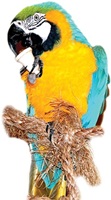 Die handgefertigten Bio-Erdbeerglocken sind für alle Papageien- und alle Sitticharten geeignet Die handgefertigten Bio-Erdbeerglocken sind für alle Papageien- und alle Sitticharten geeignet