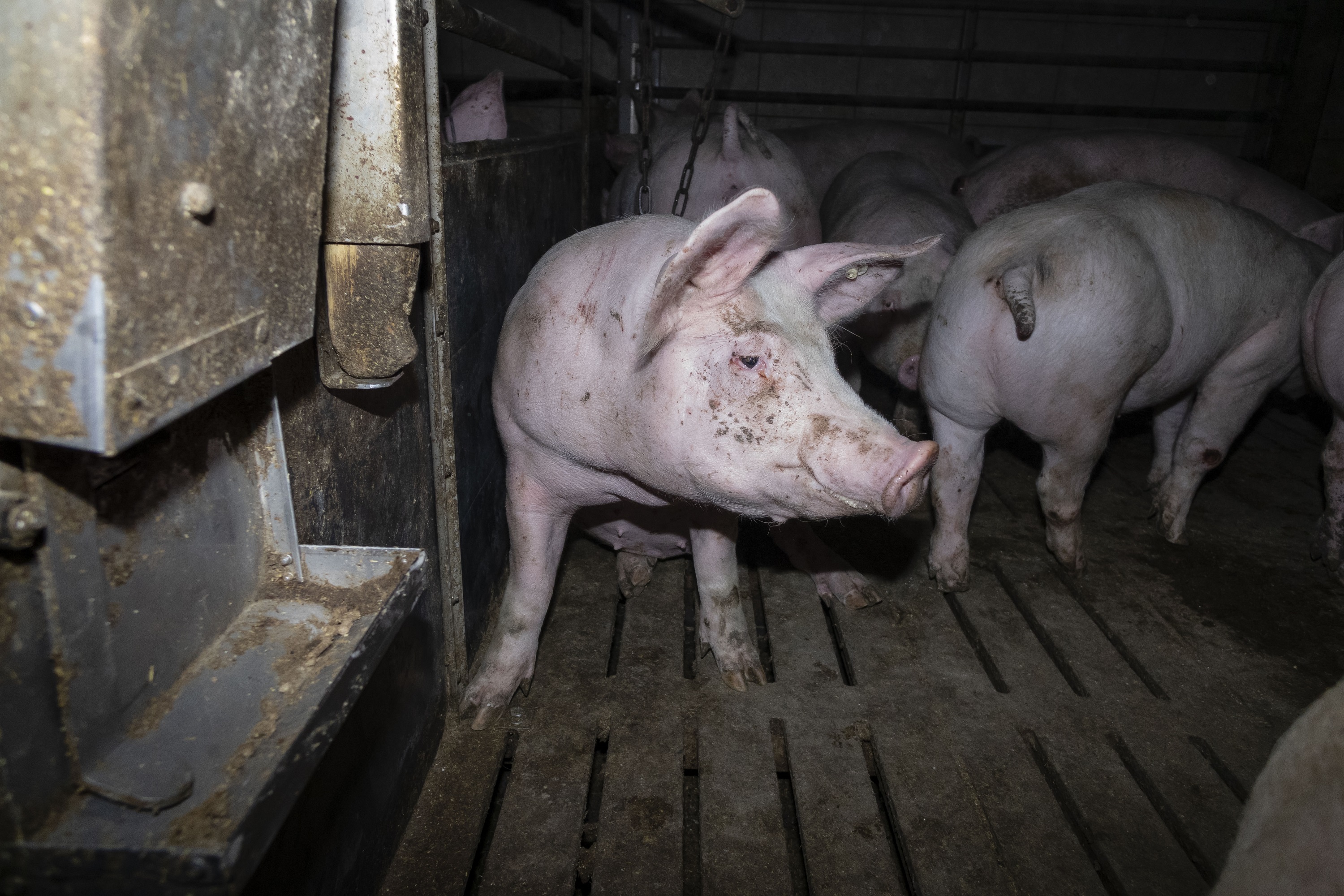Nach Aufdeckung von Tierquälerei: Amtsgericht Hameln verurteilt skrupellosen Schweinemäster zu hoher Geldstrafe & Vorstrafe Nach Aufdeckung von Tierquälerei: Amtsgericht Hameln verurteilt skrupellosen Schweinemäster zu hoher Geldstrafe & Vorstrafe