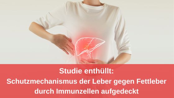 Schutzmechanismus der Leber gegen Fettleber durch Immunzellen / Redaktion bioresonanz-zukunft.de (Die Bildrechte liegen bei dem Verfasser der Mitteilung.)