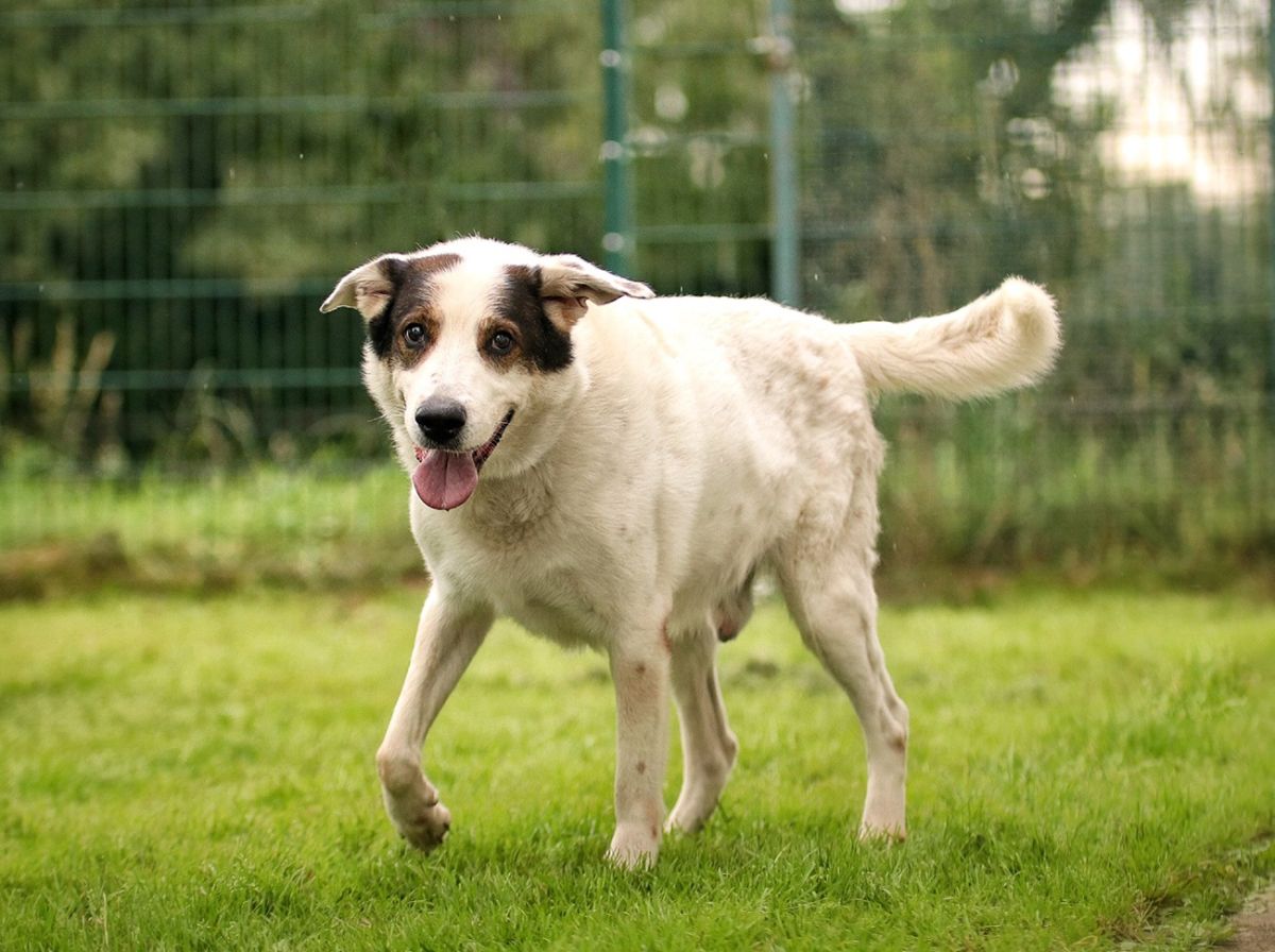 Gehört seit Ende 2023 zur VS.-Familie: Patenhund Pico aus dem Bottroper Tierheim (© Tierfreunde Bottrop)