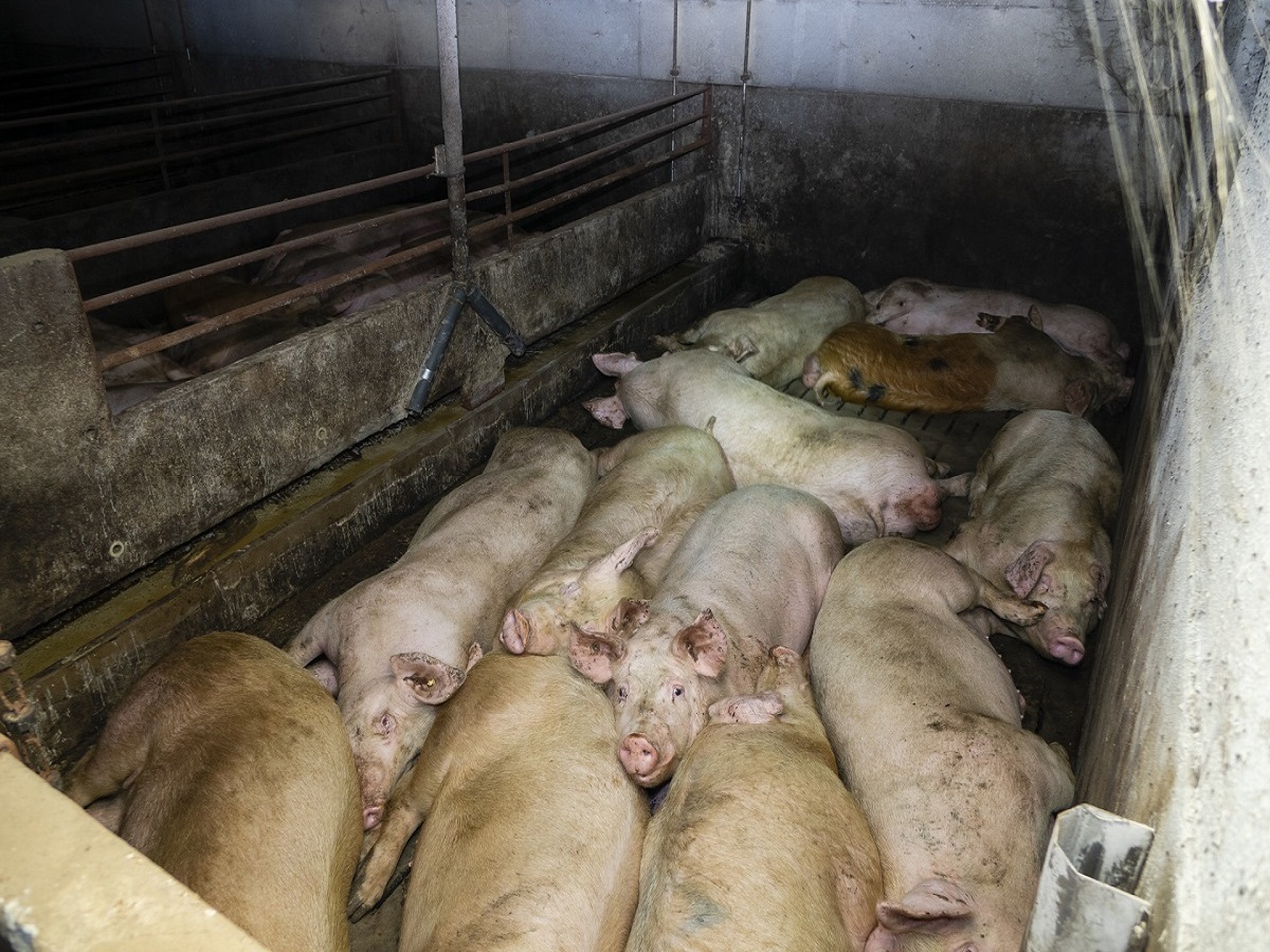 Skrupelloser Schweinemäster kommt mit geringer Geldauflage davon - Skrupelloser Schweinemäster kommt mit geringer Geldauflage davon -
