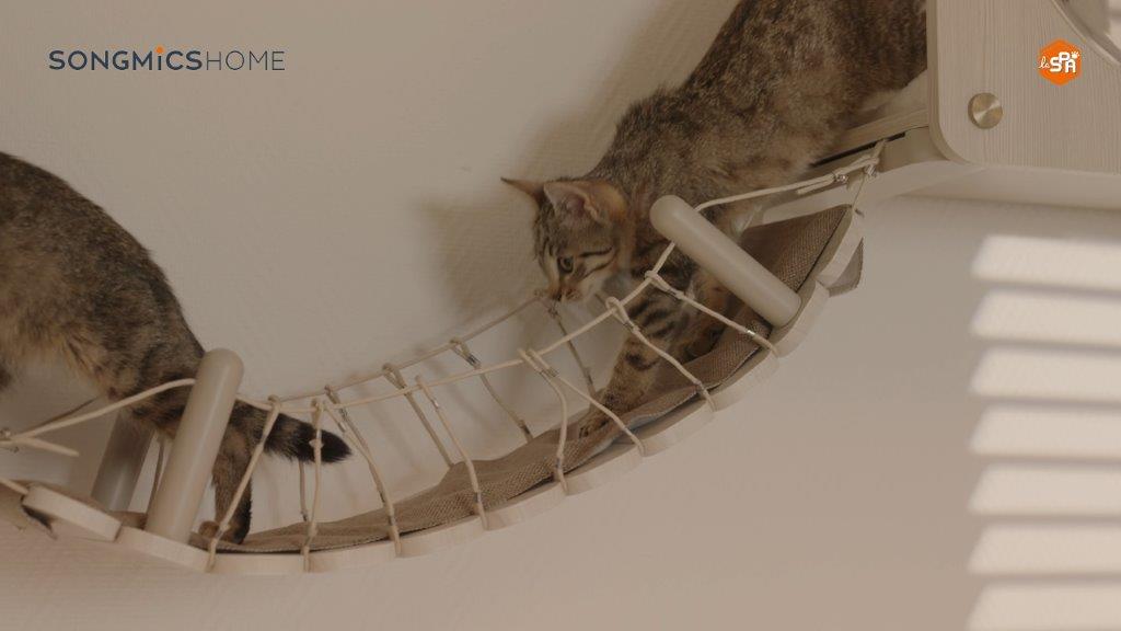 Die Clickat-Kollektion ermöglicht individuelle Kletterwände für Katzen Die Clickat-Kollektion ermöglicht individuelle Kletterwände für Katzen
