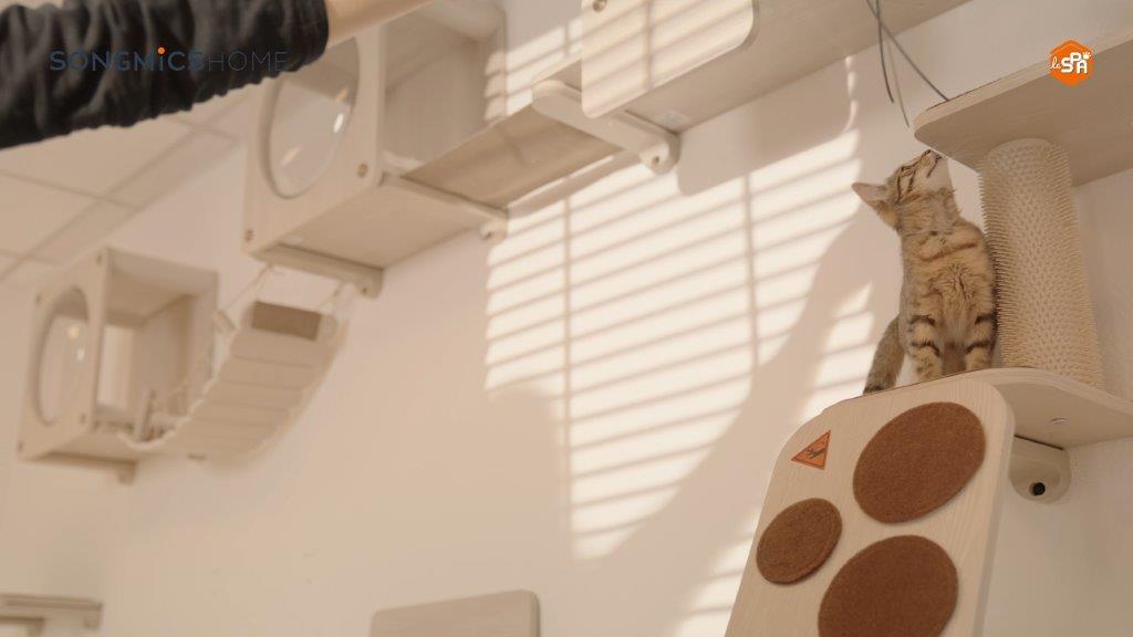 Mit der Clickat-Kollektion entstehen einzigartige und individuelle Katzen-Kletterwände Mit der Clickat-Kollektion entstehen einzigartige und individuelle Katzen-Kletterwände