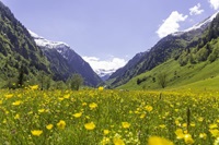 Blühende Frühlingswiese im Seidlwinktal (c) Florian Bachmeier (TVB Rauris)