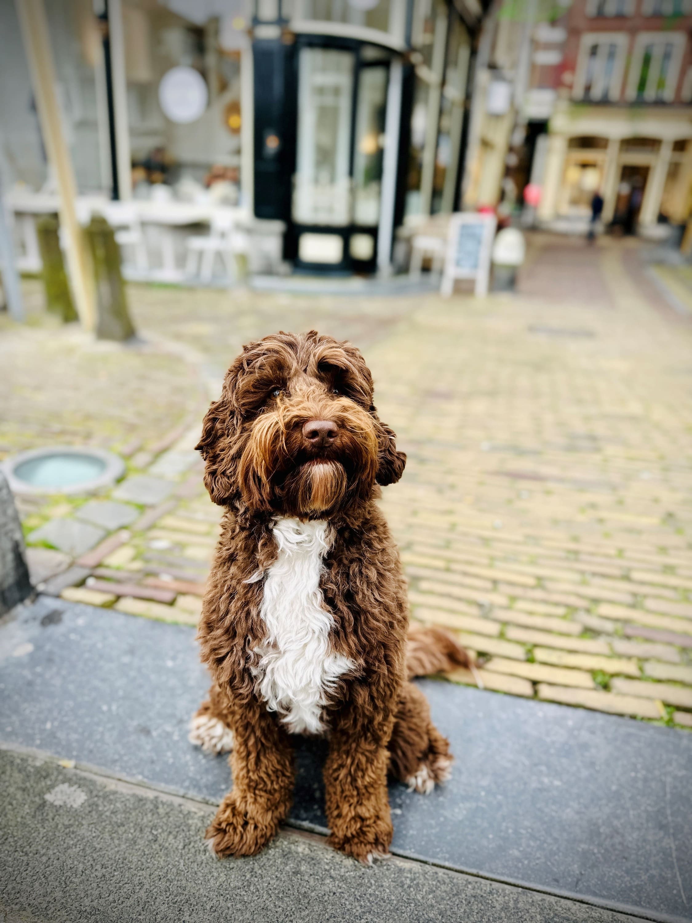 Hund auf dem Appelsteeg in dOude Stad_historisches Zentrum von Alkmaa (Bildquelle: Visit-Alkmaar)