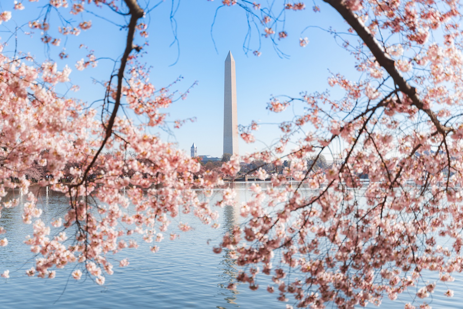 Das Washington Monument zu Zeiten der großen Kirschblüte in Washington, DC (Bildquelle: washington.org)