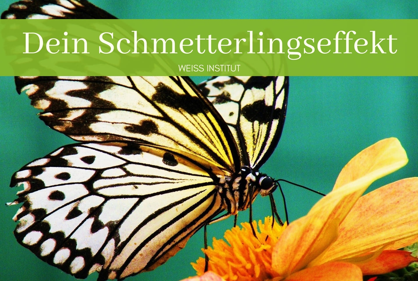 Weiss-Institut: Unsere Sehnsucht kann fliegen - mit dem Wind der Zuversicht Weiss-Institut: Unsere Sehnsucht kann fliegen - mit dem Wind der Zuversicht