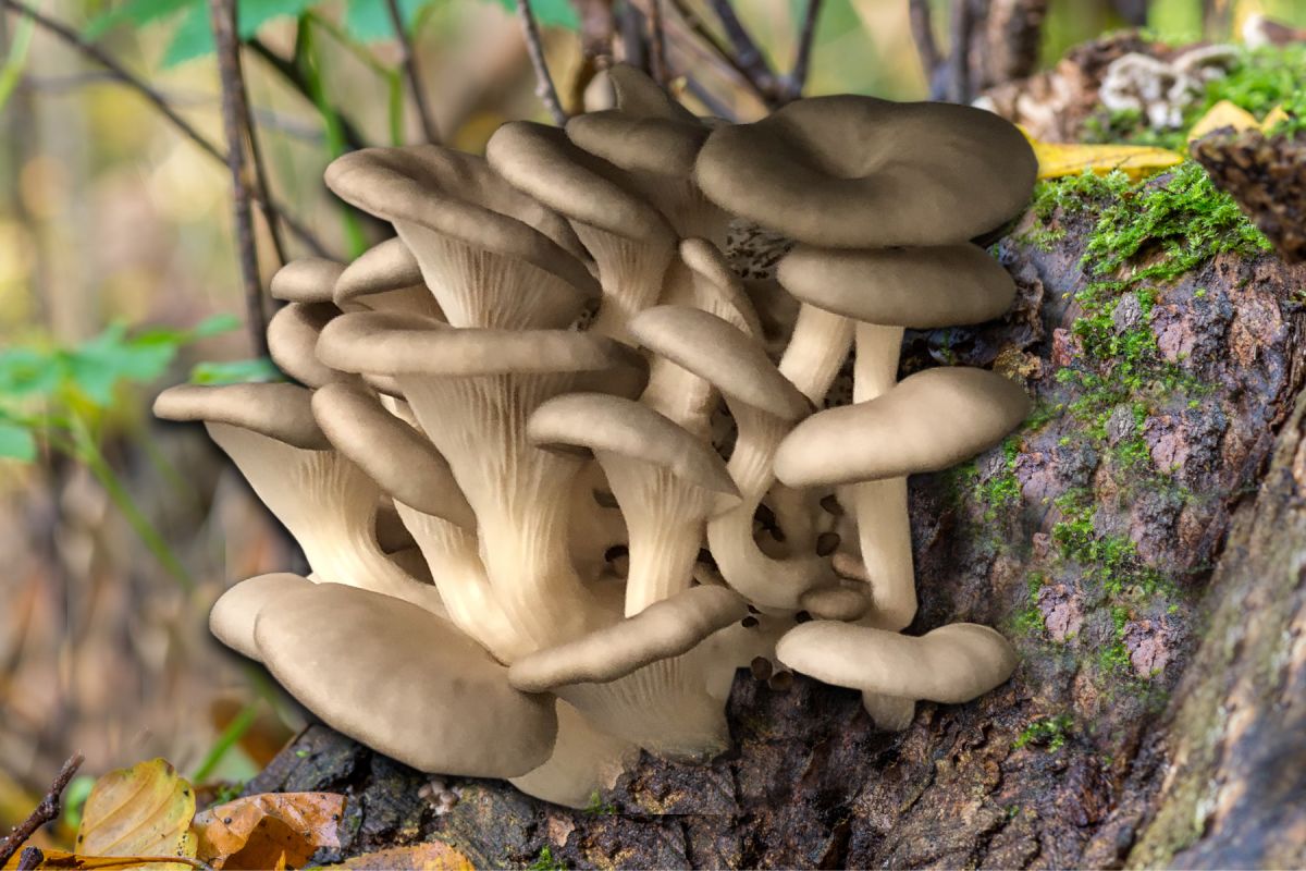 Der Vitalpilz Pleurotus ostreatus (© ) Der Vitalpilz Pleurotus ostreatus (© )