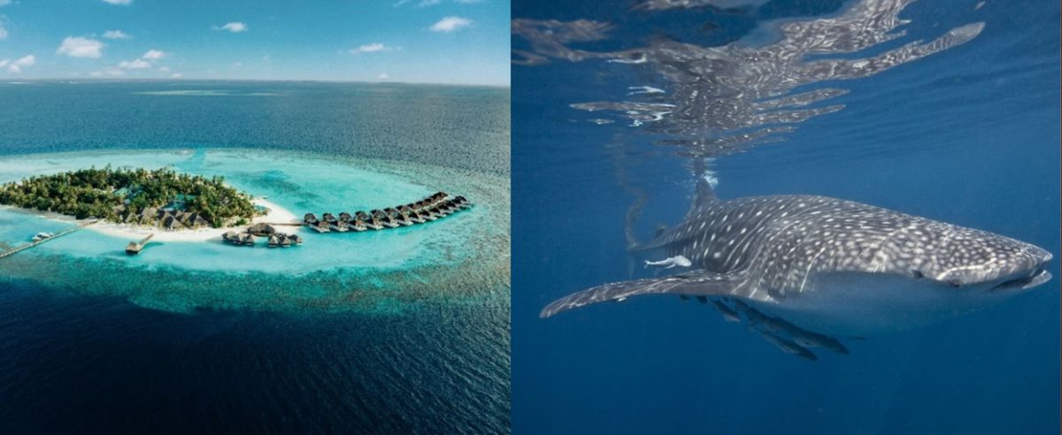 (© Nova Maldives) (© Nova Maldives)