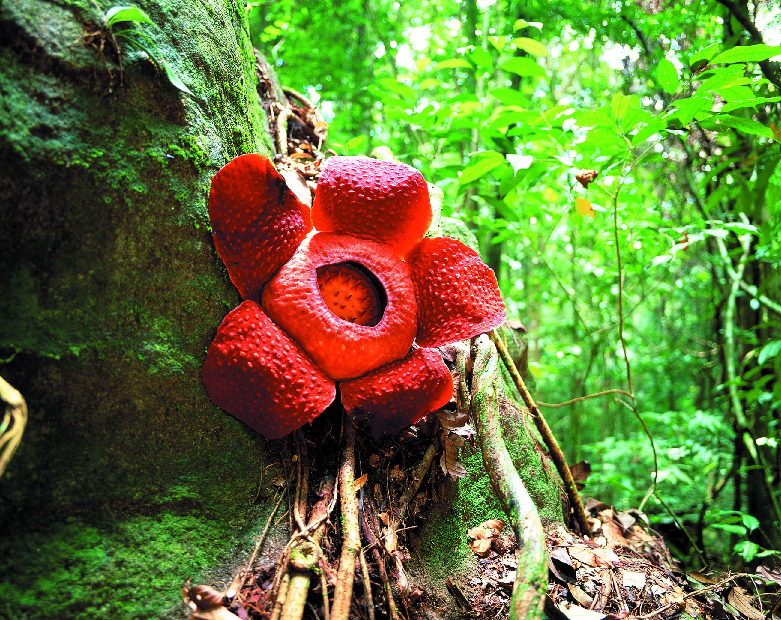 (Bildquelle: Sarawak Tourism Board)