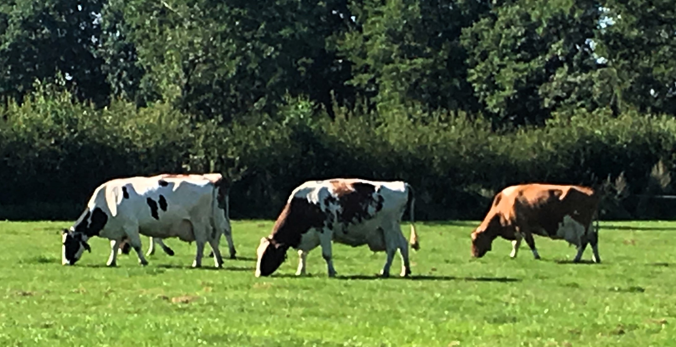 Gesunde Kühe in ökonomisch gesunden Betrieben auch unter modernen Bestandsbetreuung von Tierärzten Gesunde Kühe in ökonomisch gesunden Betrieben auch unter modernen Bestandsbetreuung von Tierärzten