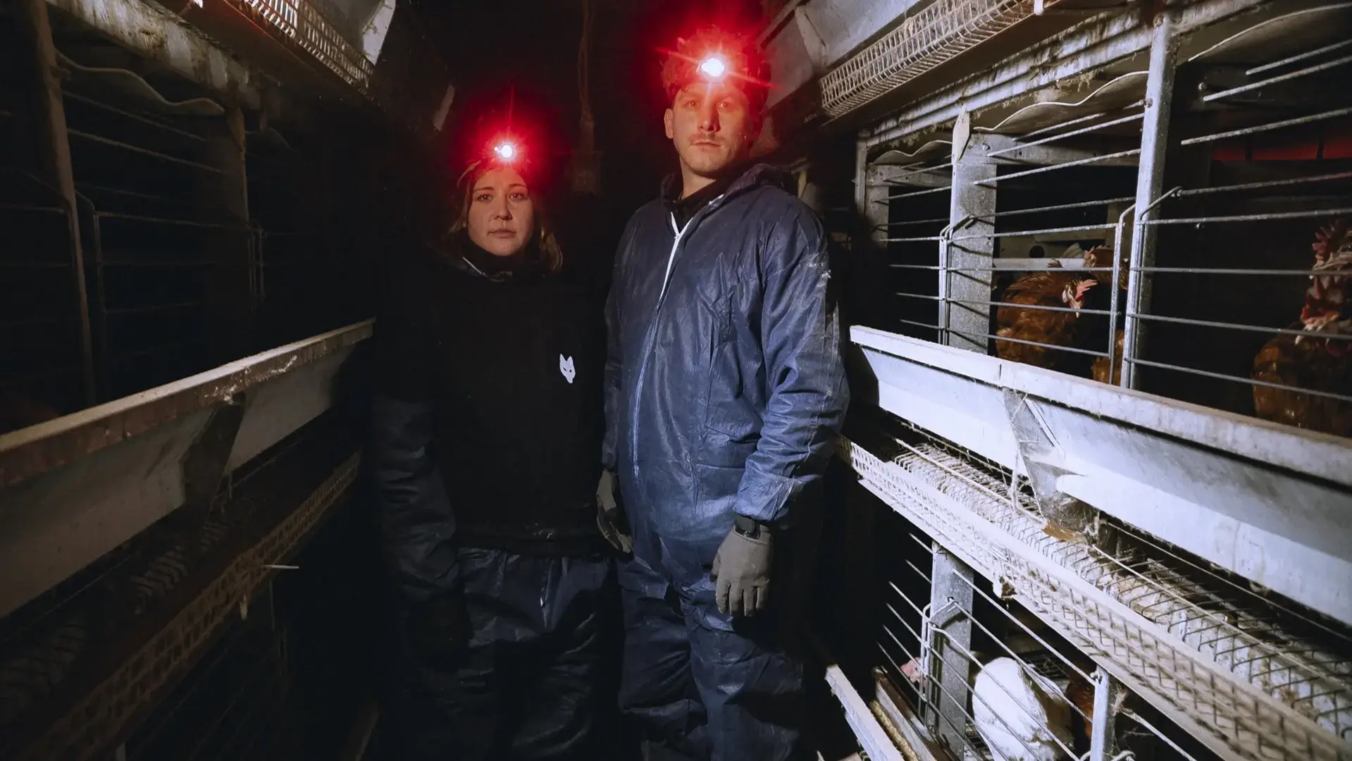 Content Creator Malte Zierden und ANINOVA retten Hühner aus Osterei Käfighaltung- Appel zu Ostern: Lieber vegane Schoko-Eier sta Content Creator Malte Zierden und ANINOVA retten Hühner aus Osterei Käfighaltung- Appel zu Ostern: Lieber vegane Schoko-Eier sta