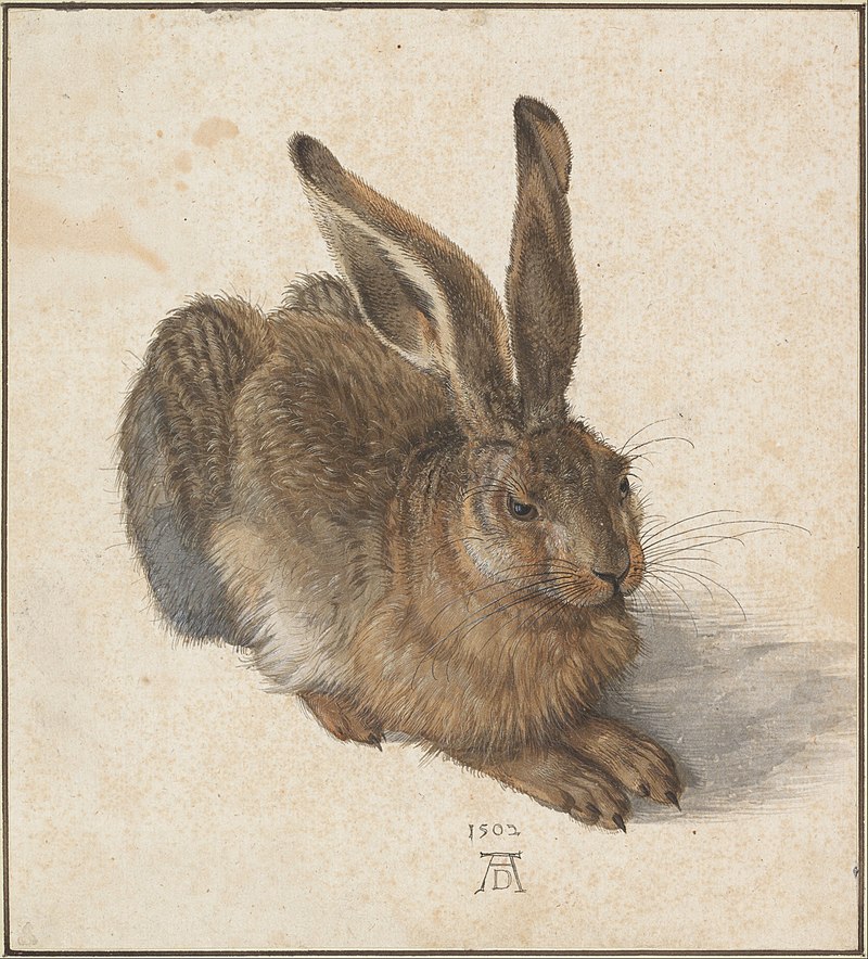 Albrecht Dürer, Hase Albrecht Dürer, Hase