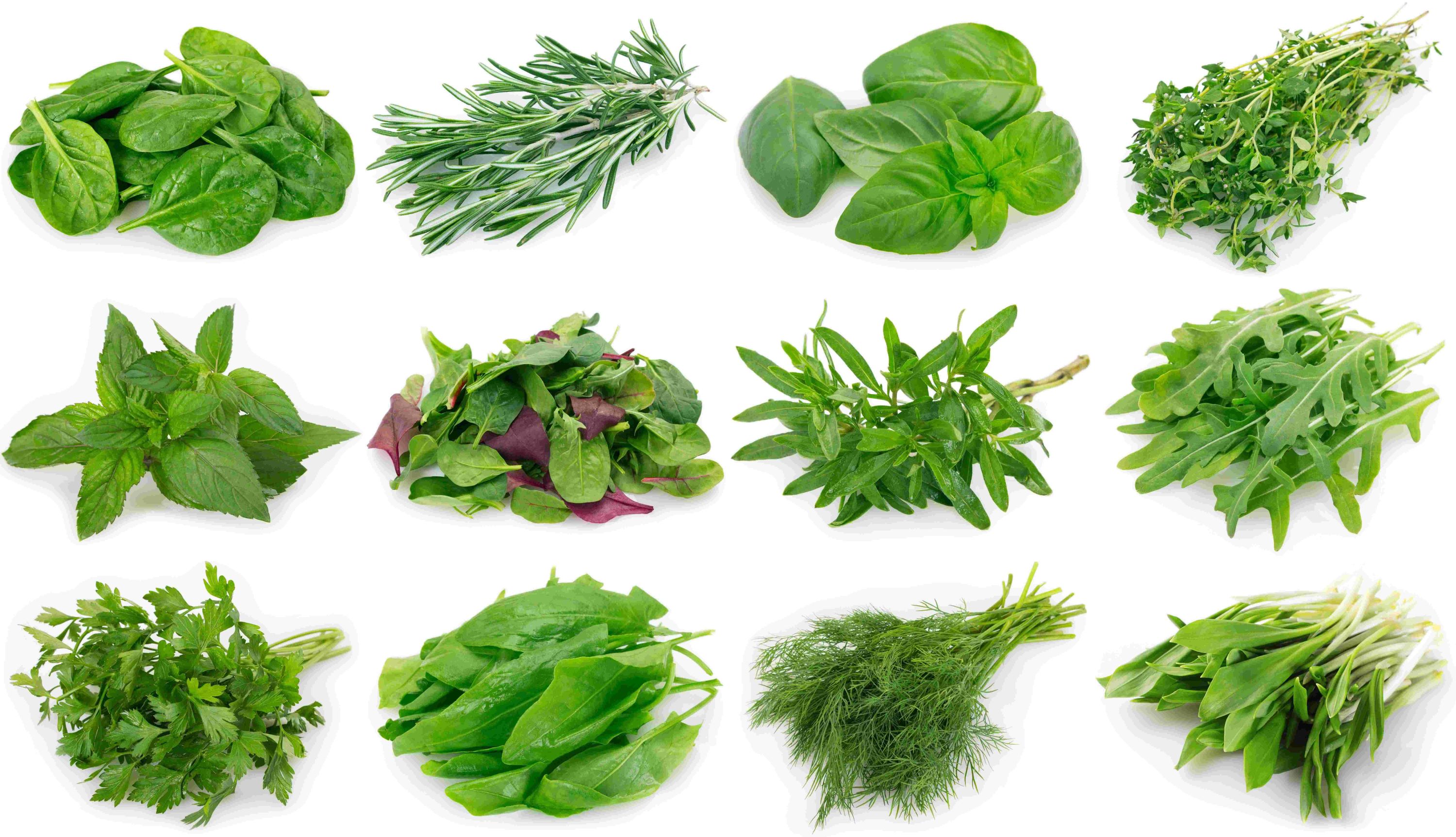 Grundausbildung Phytotherapie an der Heilpraktiker Schule Wimmer (Bildquelle: Adobe Stock Foto) Grundausbildung Phytotherapie an der Heilpraktiker Schule Wimmer (Bildquelle: Adobe Stock Foto)