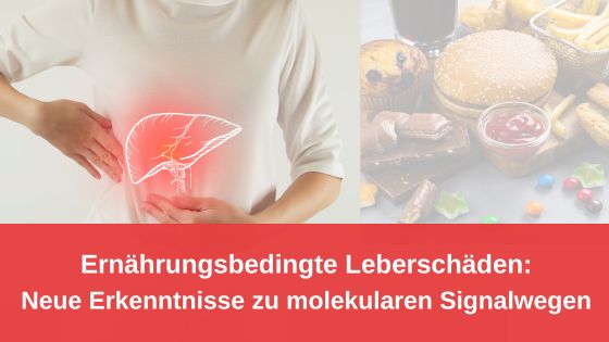 Ernährungsbedingte Leberschäden / Redaktion bioresonanz-zukunft.de (Die Bildrechte liegen bei dem Verfasser der Mitteilung.)