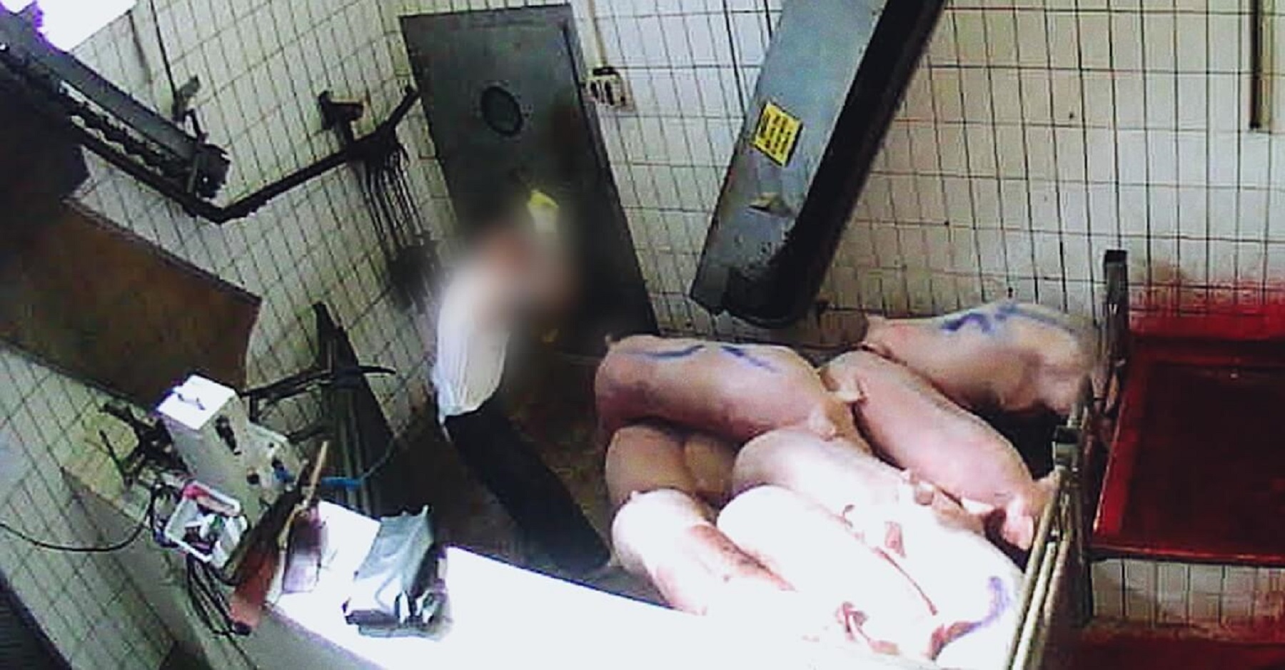 Nach Skandal-Bildaufnahmen: Gericht verurteilt zwei Mitarbeitende vom Schlachthof Neuruppin wegen Tierquälerei Nach Skandal-Bildaufnahmen: Gericht verurteilt zwei Mitarbeitende vom Schlachthof Neuruppin wegen Tierquälerei