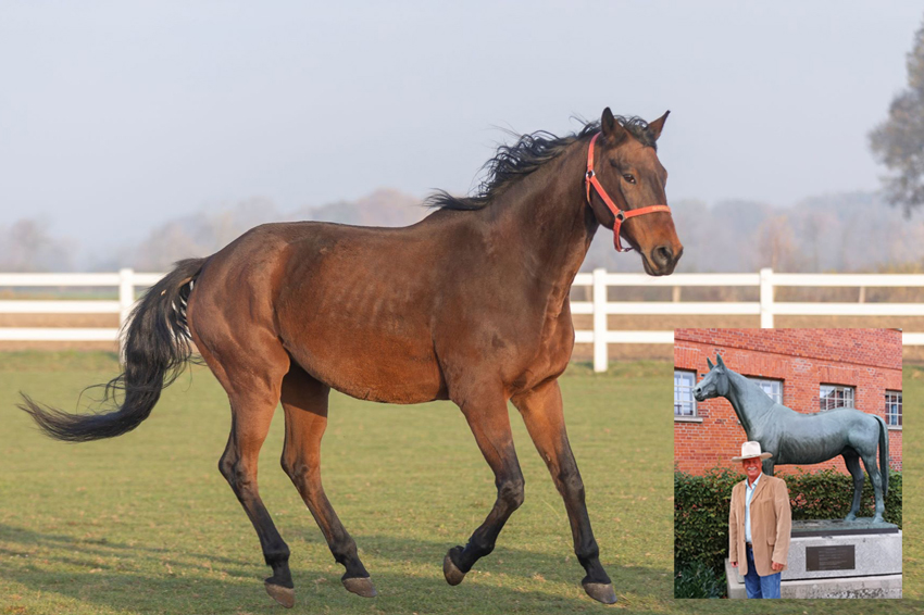 Gustl, der Trakehner - und sein Ur-Ahn (Die Bildrechte liegen bei dem Verfasser der Mitteilung.) Gustl, der Trakehner - und sein Ur-Ahn (Die Bildrechte liegen bei dem Verfasser der Mitteilung.)