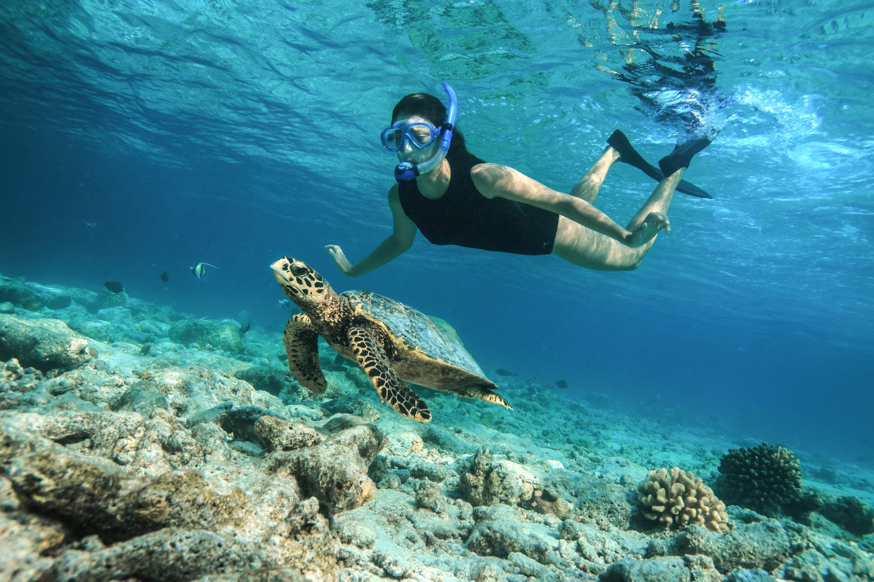 Schnorcheltour im Hausriff von Baros Maldives