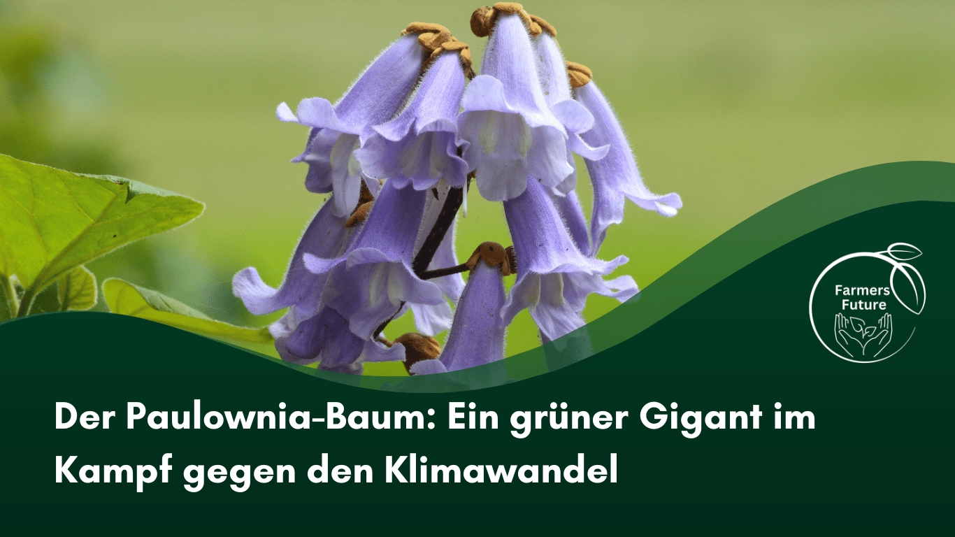 Farmers Future - Paulownia Baum gegen den Klimawandel (Die Bildrechte liegen bei dem Verfasser der Mitteilung.) Farmers Future - Paulownia Baum gegen den Klimawandel (Die Bildrechte liegen bei dem Verfasser der Mitteilung.)