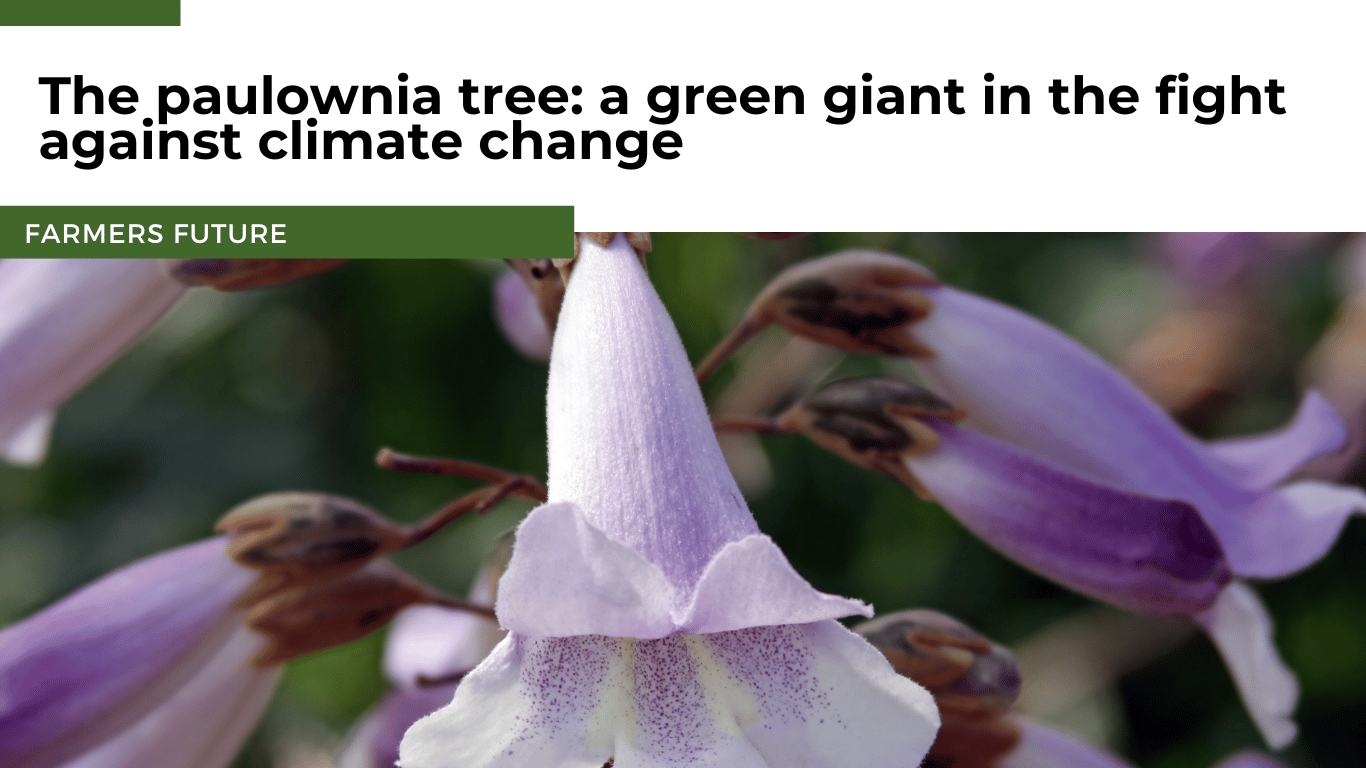 Farmers Future - Paulownia tree (Die Bildrechte liegen bei dem Verfasser der Mitteilung.) Farmers Future - Paulownia tree (Die Bildrechte liegen bei dem Verfasser der Mitteilung.)