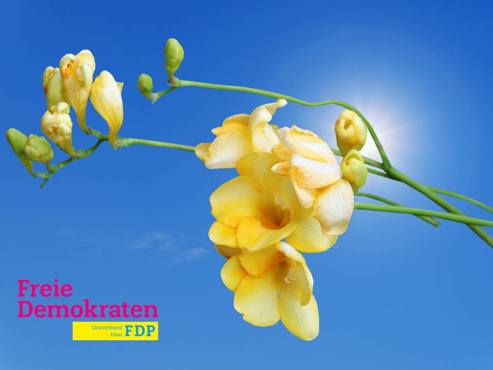 „Blumen für Mutter Europa“: Die FDP Haar weist auf die Bedeutung von Freiheit und Gleichstellung hin „Blumen für Mutter Europa“: Die FDP Haar weist auf die Bedeutung von Freiheit und Gleichstellung hin