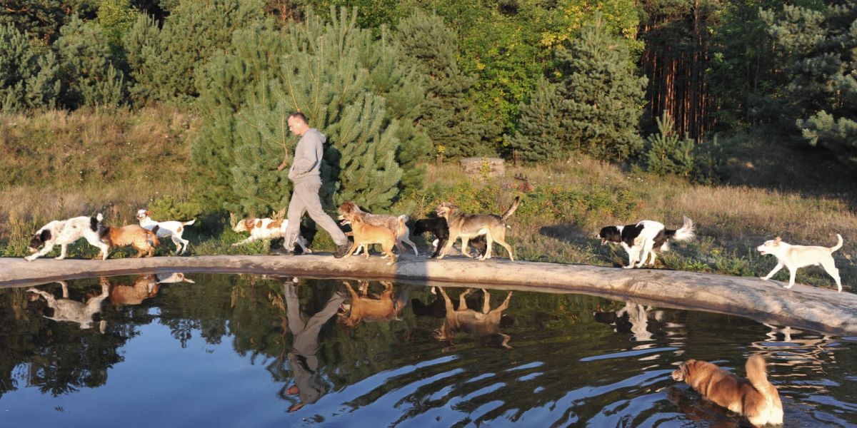 Pro Animale ernährt seine Hunde seit 2004 erfolgreich überwiegend mit vollwertigem veganen Futter. ( (C) Pro Animale) Pro Animale ernährt seine Hunde seit 2004 erfolgreich überwiegend mit vollwertigem veganen Futter. ( (C) Pro Animale)