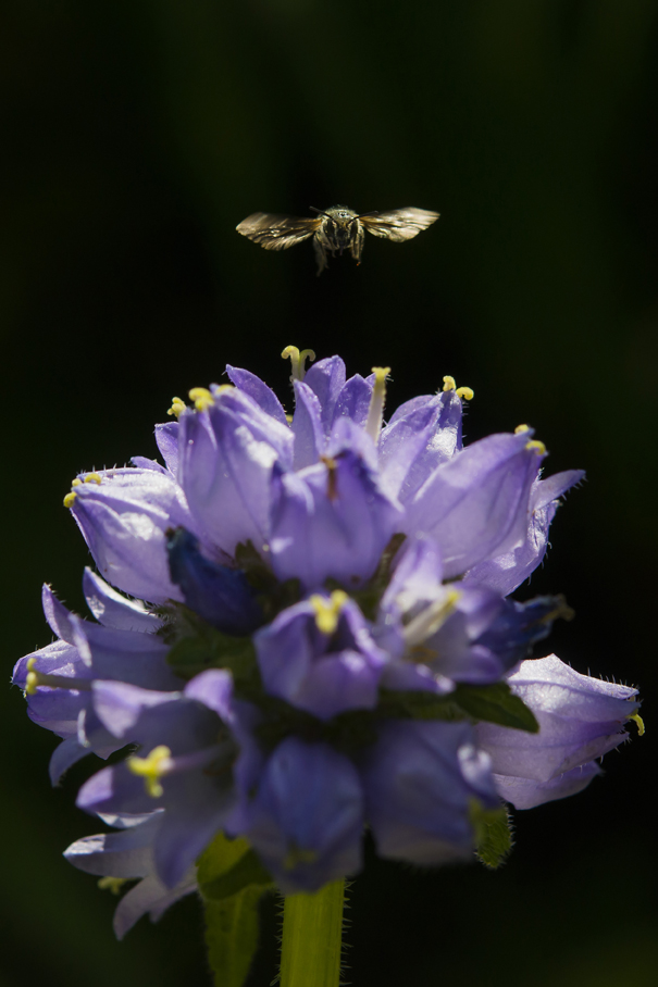 Biene Chelostoma rapunculiüber Glockenblume (Bildquelle: Beehome) Biene Chelostoma rapunculiüber Glockenblume (Bildquelle: Beehome)